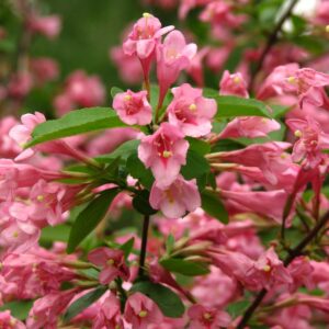 Rózsaszín virágú rózsalonc (Weigela florida ‘Styriaca’)
