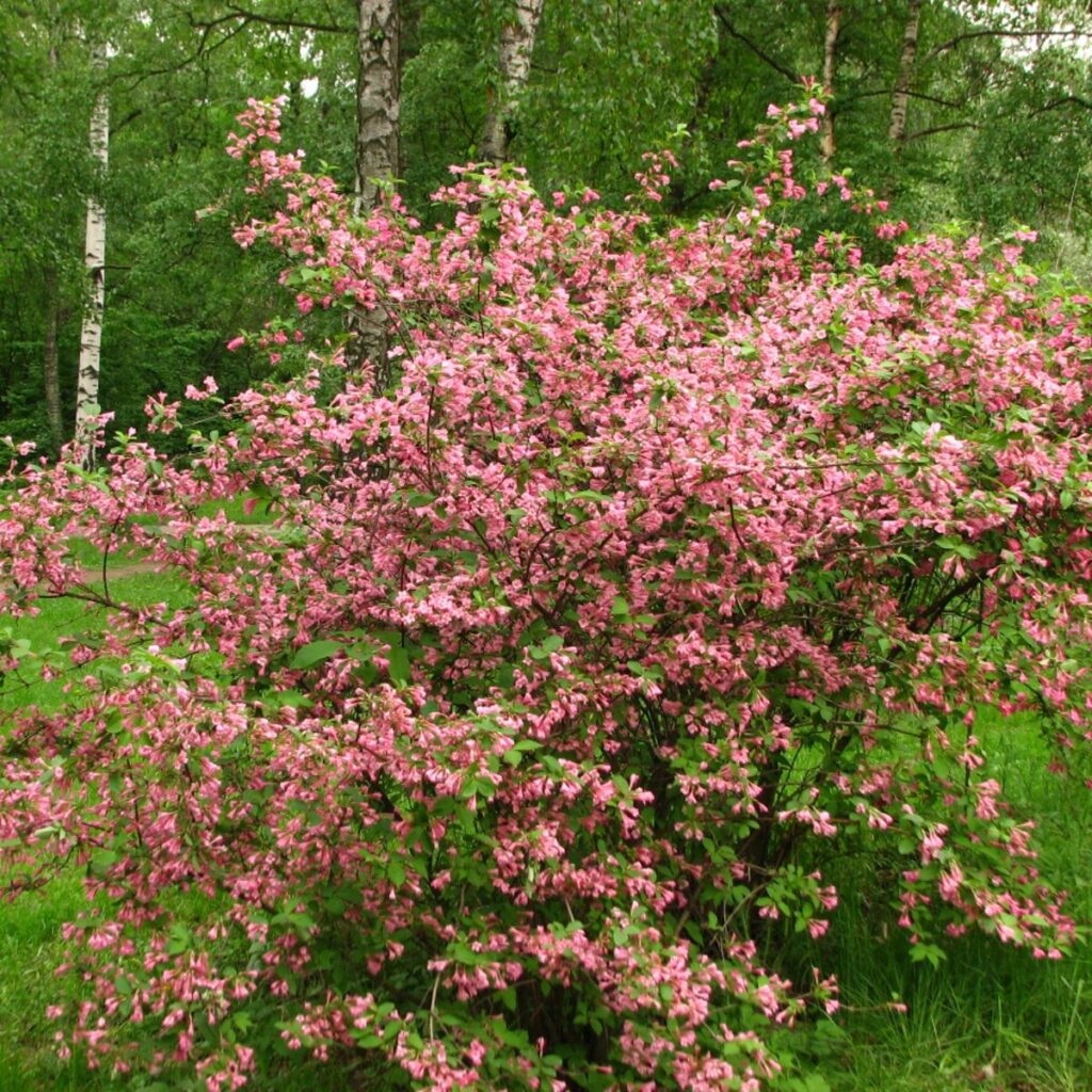 Rózsaszín virágú rózsalonc (Weigela florida ‘Styriaca’)