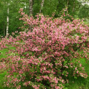 Rózsaszín virágú rózsalonc (Weigela florida ‘Styriaca’)