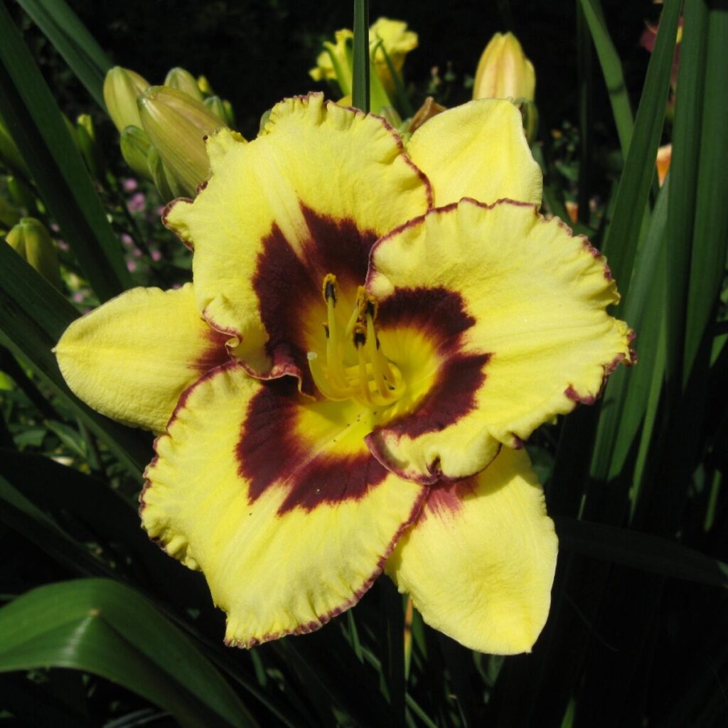 Sásliliom (Hemerocallis ‘El Desperado’)