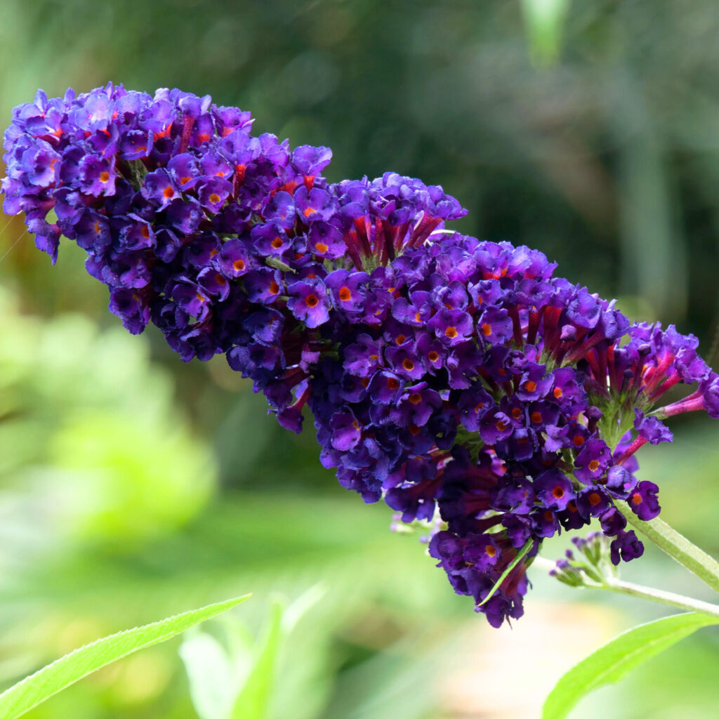 Nyári orgona (Buddleia davidii ‘Black Knight’)