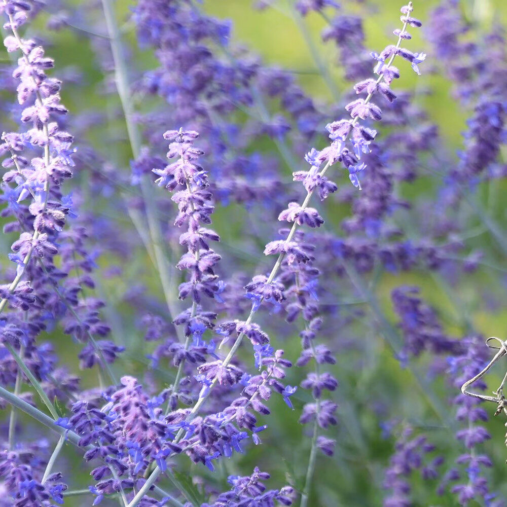 PEROVSKIA ATRIPLICIFOLIA ‘BLUE SPIRE’