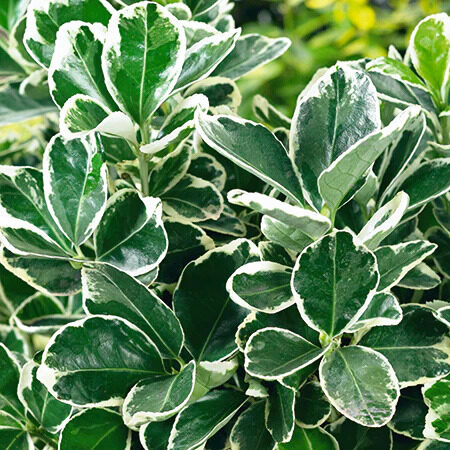 Tarka levelű japán kecskerágó (Euonymus japonicus ‘Kathy’)