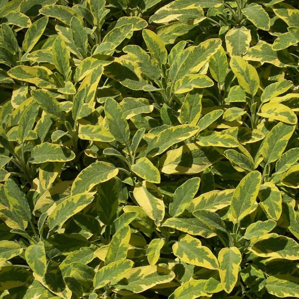 Tarka levelű orvosi zsálya (Salvia officinalis ‘Icterina’)