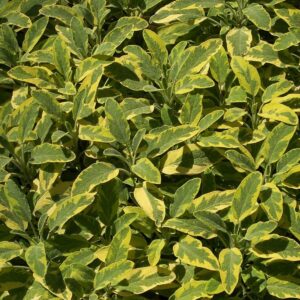 Tarka levelű orvosi zsálya (Salvia officinalis ‘Icterina’)