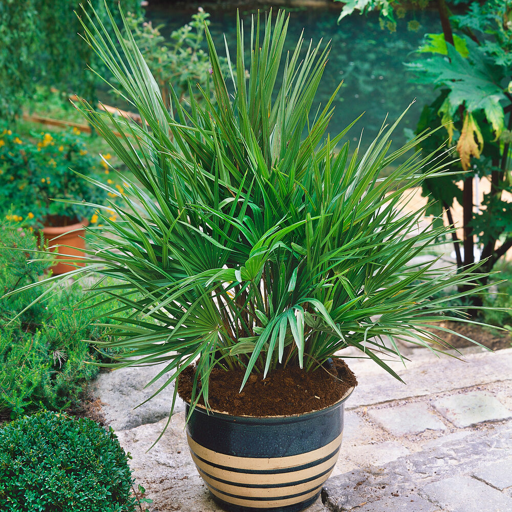 Télálló törpepálma (Chamaerops humilis)