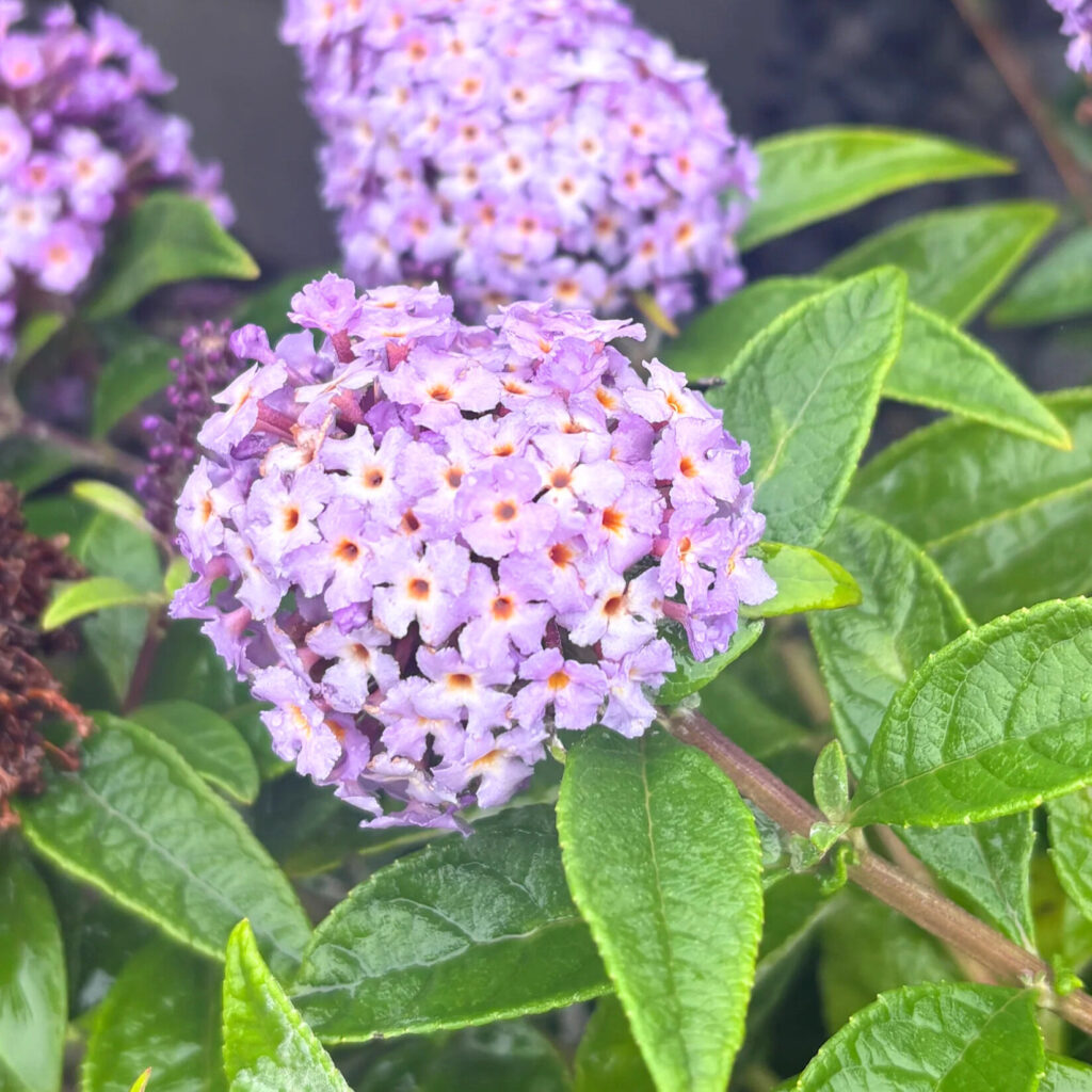 Törpe nyári orgona (Buddleia ‘Butterfly Candy Lila Sweetheart’)