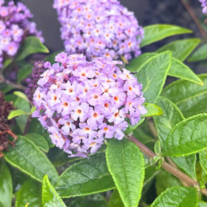 Törpe nyári orgona (Buddleia ‘Butterfly Candy Lila Sweetheart’)