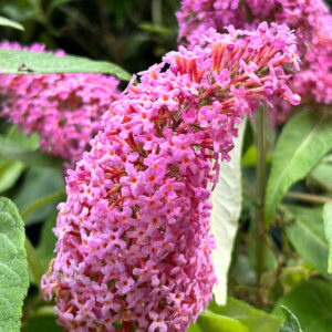 Törpe nyári orgona (Buddleia ‘Butterfly Candy Little Pink’)