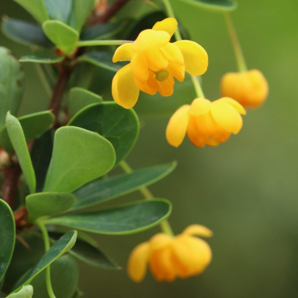 Törpe puszpánglevelű borbolya (Berberis buxifolia ‘Nana’)