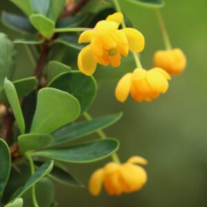 Törpe puszpánglevelű borbolya (Berberis buxifolia ‘Nana’)