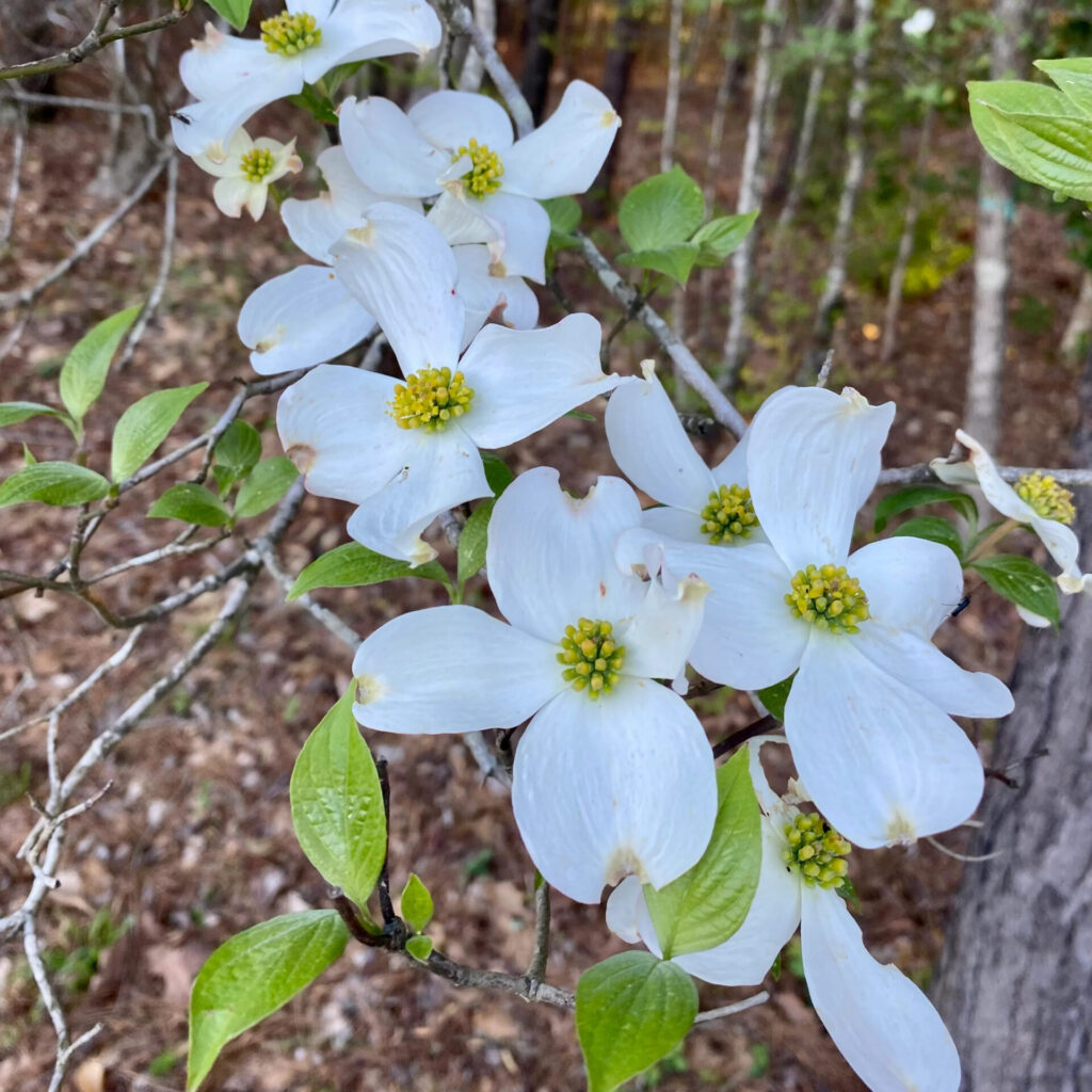 Virágos som (Cornus florida)